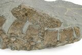 Jurassic Crocodile (Steneosaurus) Vertebrae & Scutes - England #242197-5